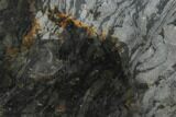 Polished Stromatolite (Alcheringa) Slab - Billion Years #180005-1